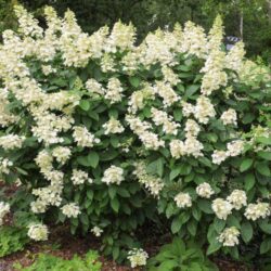 hydrangea paniculata dentelle de gorron ortensia 3