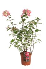 hydrangea paniculata diamant rouge ortensia 1