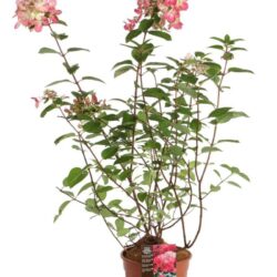 hydrangea paniculata diamant rouge ortensia 1