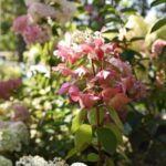 hydrangea paniculata diamant rouge ortensia 2