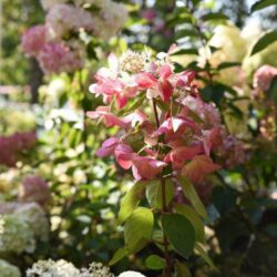 hydrangea paniculata diamant rouge ortensia 2