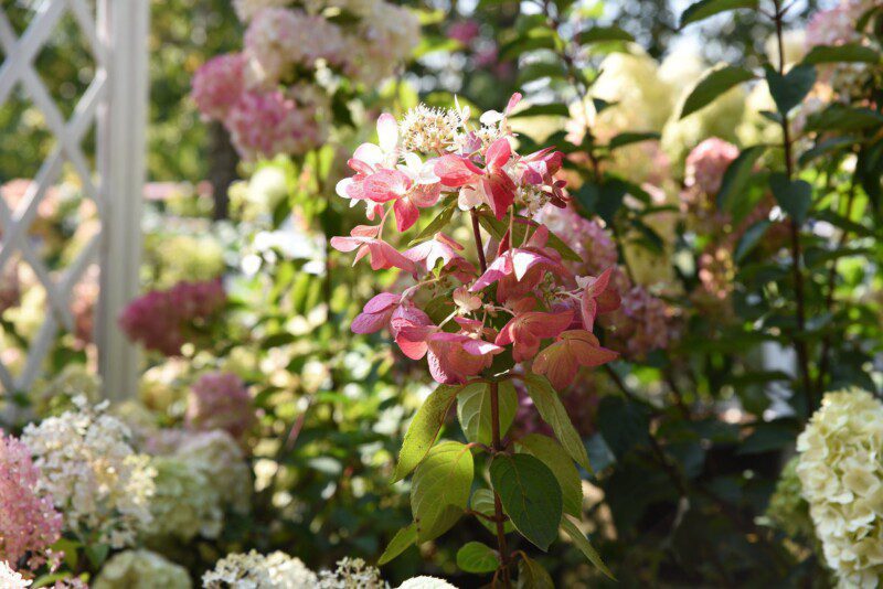 hydrangea paniculata diamant rouge ortensia 2 hydrangea paniculata diamant rouge ortensia 2