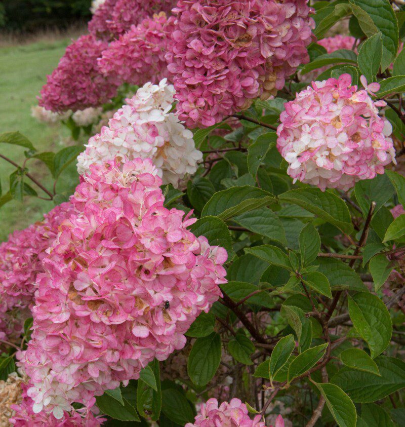 hydrangea paniculata fraise melba ortensia 2 hydrangea paniculata fraise melba ortensia 2
