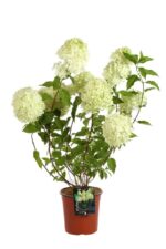 hydrangea paniculata limelight ortensia 1