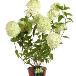 hydrangea paniculata limelight ortensia 1