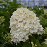 hydrangea paniculata limelight ortensia 2