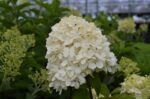 hydrangea paniculata limelight ortensia 2