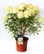 hydrangea paniculata little lime ortensia 1