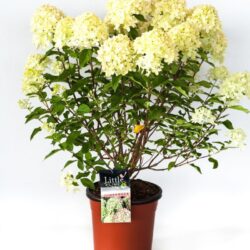 hydrangea paniculata little lime ortensia 1