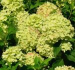hydrangea paniculata little lime ortensia 2