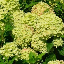 hydrangea paniculata little lime ortensia 2