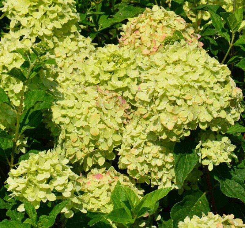 hydrangea paniculata little lime ortensia 2 hydrangea paniculata little lime ortensia 2