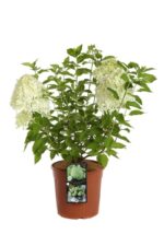 hydrangea paniculata little spooky ® v21 ortensia 1