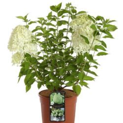 hydrangea paniculata little spooky ® v21 ortensia 1