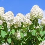 hydrangea paniculata little spooky ® v21 ortensia 2