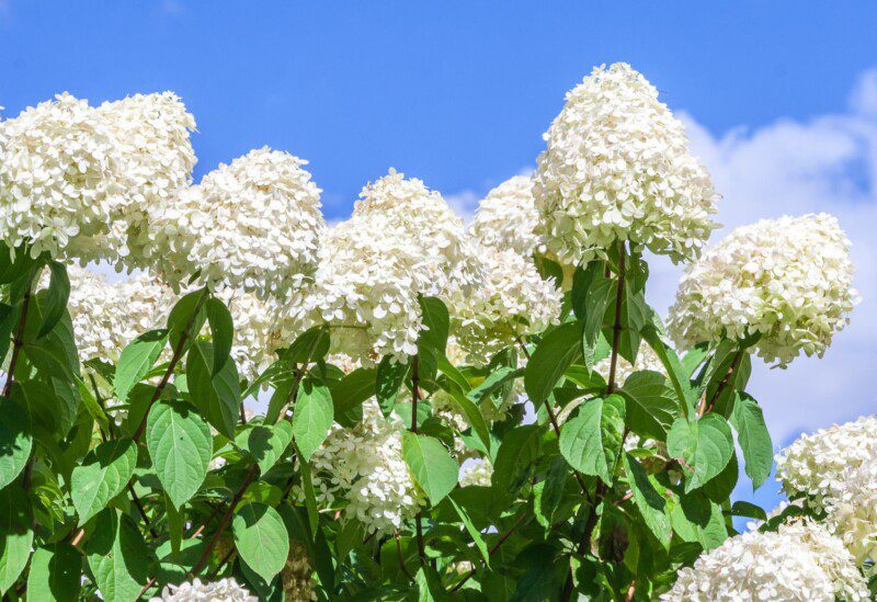 hydrangea paniculata little spooky ® v21 ortensia 2 hydrangea paniculata little spooky ® v21 ortensia 2