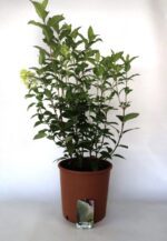 hydrangea paniculata magical candle ortensia 1