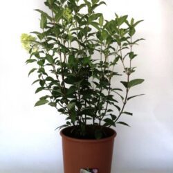 hydrangea paniculata magical candle ortensia 1