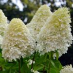 hydrangea paniculata magical candle ortensia 2