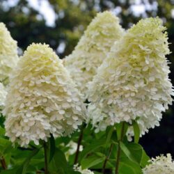 hydrangea paniculata magical candle ortensia 2