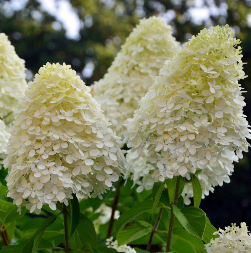 hydrangea paniculata magical candle ortensia 2 hydrangea paniculata magical candle ortensia 2