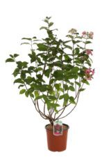 hydrangea paniculata mega mindy ortensia 1