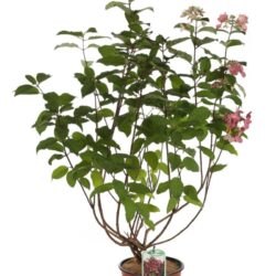hydrangea paniculata mega mindy ortensia 1