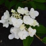 hydrangea paniculata mega mindy ortensia 2