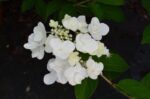 hydrangea paniculata mega mindy ortensia 2