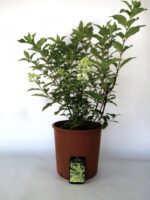 hydrangea paniculata mojito ortensia 1