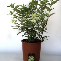 hydrangea paniculata mojito ortensia 1