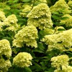 hydrangea paniculata mojito ortensia 2