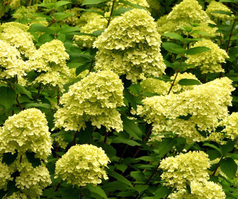hydrangea paniculata mojito ortensia 2 hydrangea paniculata mojito ortensia 2