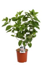 hydrangea paniculata pink diamond ortensia 1