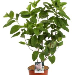 hydrangea paniculata pink diamond ortensia 1