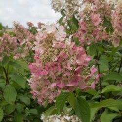 hydrangea paniculata pink diamond ortensia 2