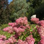 hydrangea paniculata pinkachu ortensia 1
