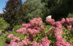 hydrangea paniculata pinkachu ortensia 1