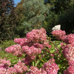 hydrangea paniculata pinkachu ortensia 1