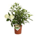 hydrangea paniculata pinkachu ortensia 2
