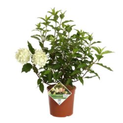 hydrangea paniculata pinkachu ortensia 2