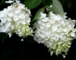 hydrangea paniculata polar bear ortensia 1