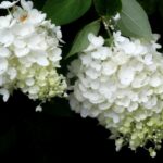 hydrangea paniculata polar bear ortensia 1
