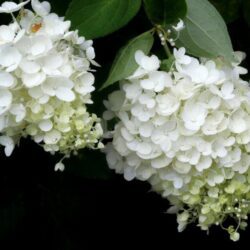 hydrangea paniculata polar bear ortensia 1