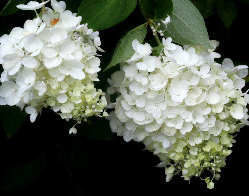 hydrangea paniculata polar bear ortensia 1 hydrangea paniculata polar bear ortensia 1