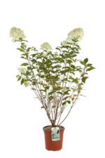 hydrangea paniculata polar bear ortensia 3