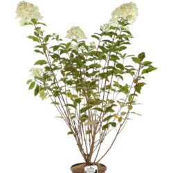 hydrangea paniculata polar bear ortensia 3