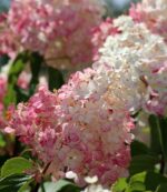 hydrangea paniculata ruby ortensia 1