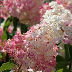 hydrangea paniculata ruby ortensia 1