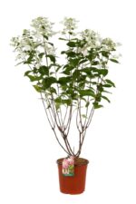 hydrangea paniculata ruby ortensia